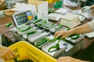 舞鶴の京野菜「万とう」初出荷　販売高3億4千万円　出荷量500トンを目標に
