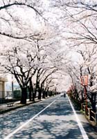 国病前の満開の桜並木