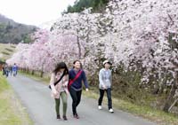 「与保呂川の千本桜」を歩く