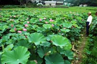 農業・大戸さん（安岡）の水田にびっしりと 花蓮が大きなピンク色の花をつけ見ごろ【舞鶴】
