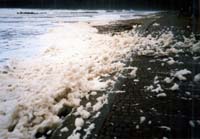 神崎海水浴場に不思議な泡「波の花」 台風18号の強風がもたらし大量の漂着ごみも【舞鶴】