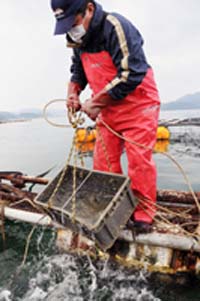 アカガイ　新たな特産品へ 漁業グループ　舞鶴湾で育成開始 市場でも高い評価 冬の味覚の高級食材 手間少なく　高い生存率【舞鶴】