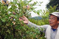 上福井・柴田さんの果樹園 たわわなブルーベリー　食べごろですよ！ 豊富な品種　試食しながら収穫を【舞鶴】
