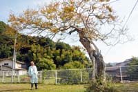 泉源寺の住民たち 傷んだ百日紅再生を 11月17日、樹勢回復作業 文化財級の貴重な古木【舞鶴】