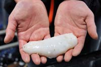 吉兆の使者！？全身真っ白のナマコ 舞鶴湾で見つかる　京大水産実験所で飼育 研究者たちもびっくり！【舞鶴】