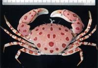 暖流域のカニ 日本海初記録を報告 甲殻類研究会ミニシンポ　6月8日、舞鶴水産実験所で 20人の研究者　幅広い成果を発表【舞鶴】
