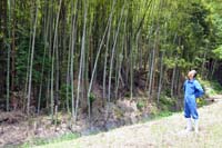 泉源寺の竹林整備へ