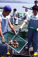 「丹後とり貝」今年の販売額1000万円超える 舞鶴湾で養殖、出荷始めて3年目【舞鶴のニュース】