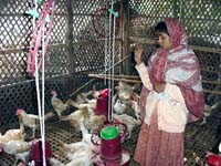 バングラデシュでの養鶏プロジェクトの任務終え帰国 JICA派遣の獣医師・橋本さん（森） 【舞鶴のニュース】