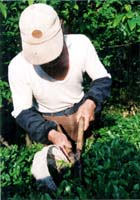 嵜山さん、吉坂の茶山で新茶葉摘み取り 野趣に富む中にもやさしい味で人気 【舞鶴】