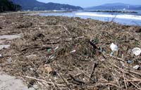 神崎海水浴場に台風の置き土産 砂浜1キロに渡り大量の葦や藁、ごみ 【舞鶴】