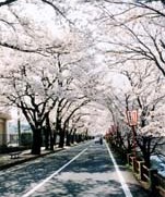 4月6日、国病前の桜並木でロード写真展 村尾さんが「『桜トンネル』この1年…」【舞鶴のニュース】